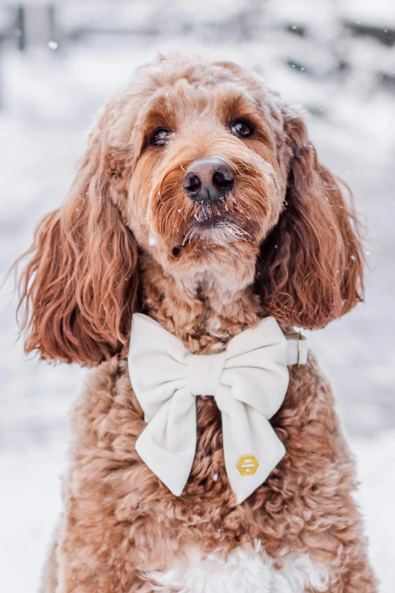 Velvet Bow Collar - Bumble Shop